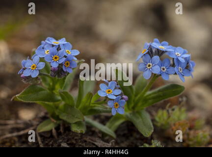 Alpine Vergißmeinnicht, Myosotis alpestris, in der Blume in den Schweizer Alpen. Stockfoto