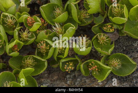 Mindestens Weide, Salix herbacea, männliche Pflanzen in Blüte in großer Höhe. Stockfoto