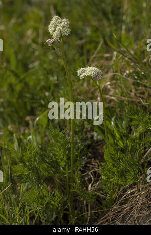 Berg Liebstöckel, Alpine Liebstöckel, Ligusticum mutellina in Blume, Schweizer Alpen. Stockfoto