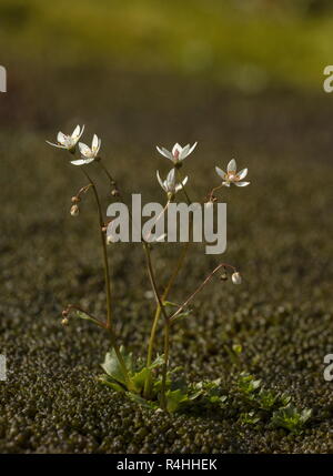 Sternenhimmel, steinbrech Saxifraga Stellaris, in der Blume in Moosigen Bergbach. Stockfoto