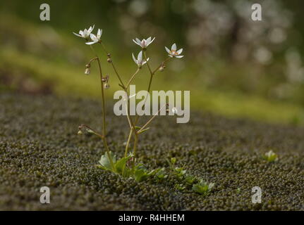 Sternenhimmel, steinbrech Saxifraga Stellaris, in der Blume in Moosigen Bergbach. Stockfoto