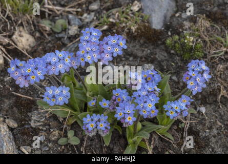 Alpine Vergißmeinnicht, Myosotis alpestris in Blume im Nationalpark Vanoise, Französischen Alpen. Stockfoto