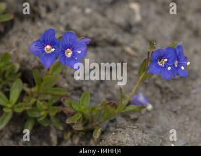 Rock Speedwell, Veronica fruticans, in der Blume in großer Höhe. Stockfoto