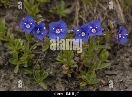 Rock Speedwell, Veronica fruticans, in der Blume in großer Höhe. Stockfoto