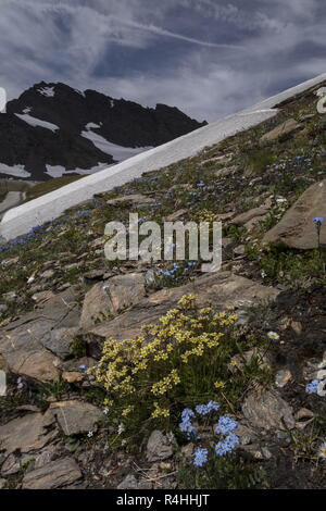 Saxifraga moschata, Moschus, Steinbrech Saxifraga exarata ssp. Moschata, und Alpine Vergißmeinnicht, Myosotis alpestris in Blüte im Nationalpark Vanoise P Stockfoto