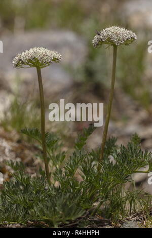 Berg Liebstöckel, Alpine Liebstöckel, Ligusticum mutellina in Blume, Schweizer Alpen. Stockfoto