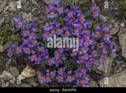 Alpine Toadflax, Linaria alpina, in der Blume in den Alpen Stockfoto