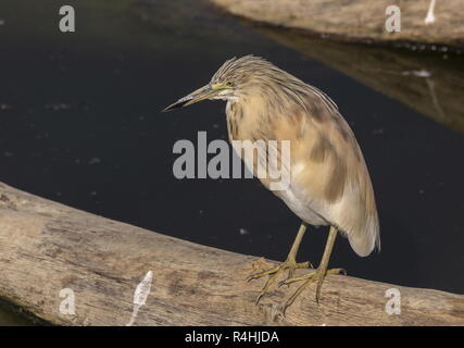 Squacco Heron, Ardeola ralloides, Süd Frankreich. Stockfoto