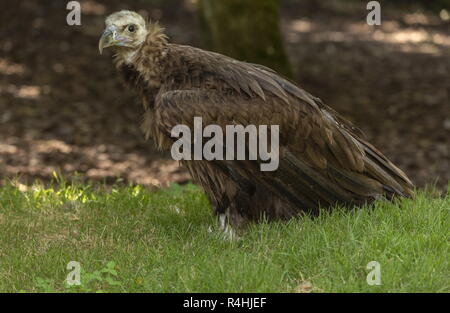 Gänsegeier, Tylose in fulvus, auf den Boden. Stockfoto