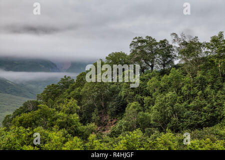 Flora Kamtschatkas. Wälder und Felder. Die Natur von Kamtschatka. Lan Stockfoto