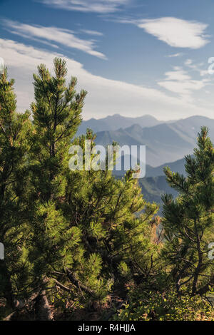 Flora Kamtschatkas. Wälder und Felder. Die Natur von Kamtschatka. Lan Stockfoto