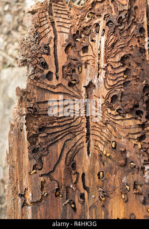 Die Europäische Fichte Borkenkäfer. Spuren von einem Schädling auf einem Baum Rinde Stockfoto