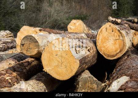 Gesägt lange Kiefer in verschiedenen Größen liegt auf einem Boden. Stockfoto