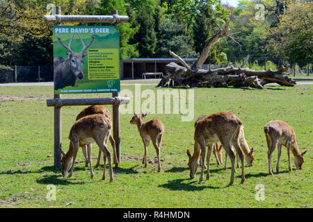 Der Eld Rotwild (Rucervus eldi), Blair Drummond Safari Park, in der Nähe von Stirling, Schottland, Großbritannien Stockfoto