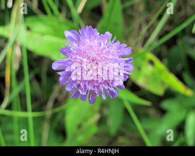 Scabious Blüten auf einer Wiese in der Schweiz Stockfoto