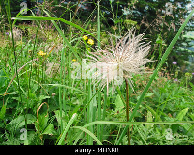 Infructescence der alpinen Küchenschelle (Pulsatilla alpina alpine Anemone). Typische Blume in den Schweizer Bergen. Stockfoto