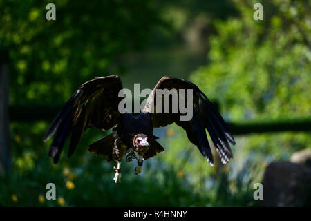 Hooded Vulture (necrosyrtes Monachus) auf dem flügel auf Greifvögel fliegen Anzeige an Blair Drummond Safari Park, in der Nähe von Stirling, Schottland, Großbritannien Stockfoto