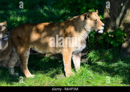 Mit jungen afrikanischen Löwin (Panthera leo), Blair Drummond Safari Park, in der Nähe von Stirling, Schottland, Großbritannien Stockfoto