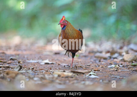 Sri Lanka lafayetti Junglefowl (Gallus) Stockfoto