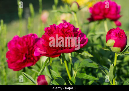 Pfingstrosen, rote Blumen im Garten Stockfoto