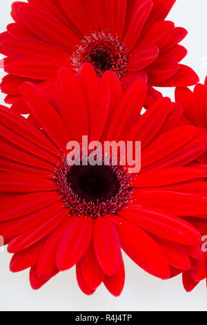 rote Gerbera Daisy Blume Stockfoto