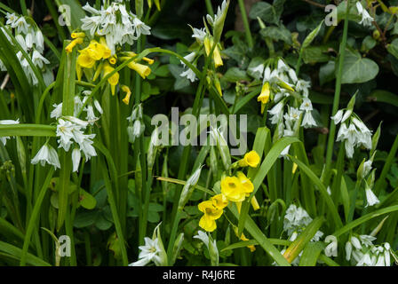 Eine Mischung aus wilden Frühling Blumen; die weiße 3-eckige Lauch (Allium triquetrum) mit gelben Bermuda Buttercup (Oxalis pes-caprae) Stockfoto