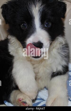 8 Woche alt, Pedigree, männlich, Border Collie Welpen Stockfoto