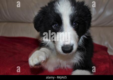 Ein 8 Wochen alten Stammbaum, Border Collie Welpen Stockfoto