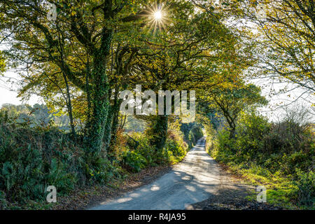 Eine sonnige herbstliche Landschaft mit einem ländlichen Baum und Hecke gesäumt asphaltierten Feldweg, Farben des goldenen gelb und braun, sunburst durch das Laub. Stockfoto