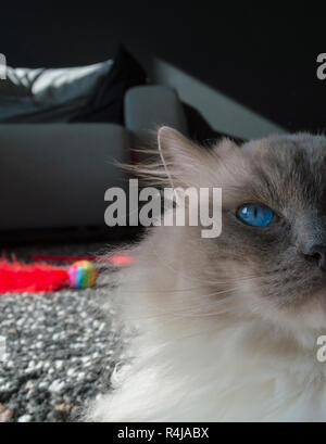 Helle rote Katze spielzeug hinter Ragdoll Cat Stockfoto
