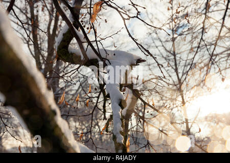 Bäume unter Schnee Stockfoto