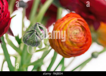 Ranunkulyus Blumenstrauß rot auf weißem Hintergrund Stockfoto