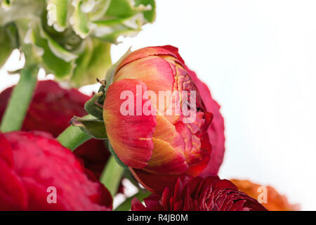 Ranunkulyus Blumenstrauß rot auf weißem Hintergrund Stockfoto