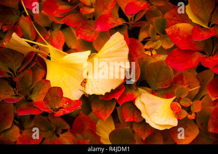 Gelbe ginko Blätter fiel auf rote Blätter im Herbst Stockfoto