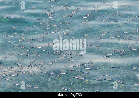 Zahlreiche Qualle Velella durch die Strömung und den Wind in Richtung der Küste geschoben Stockfoto