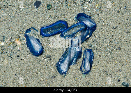 Mir Quallen Velella Strände am Ufer im Sand Stockfoto