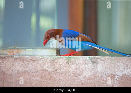 Sri Lanka blaue Elster (Urocissa Ornata) Stockfoto