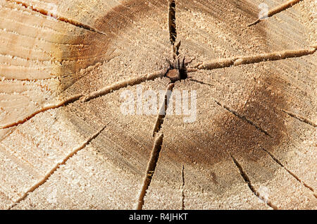 Pappel cut Protokolle mit Rissen Stockfoto