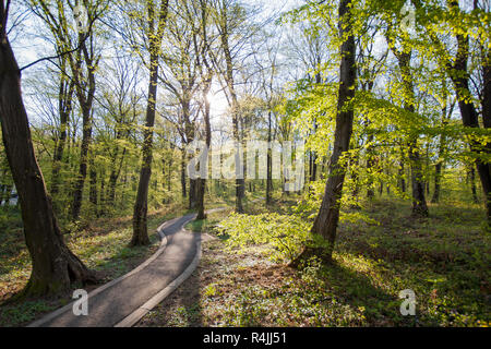 Natur in Morgen Stockfoto