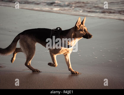 Erstaunlich Porträt einer Jahre alten Pet Deutscher Schäferhund zu Fuß neben das Wasser am Strand mit schönen Herbst Sonnenuntergang Licht im heimischen Tier Stockfoto