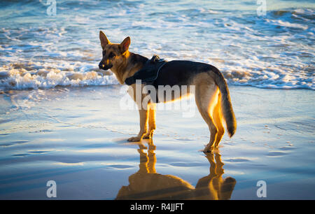 Erstaunlich Porträt einer Jahre alten Pet Deutscher Schäferhund zu Fuß neben das Wasser am Strand mit schönen Herbst Sonnenuntergang Licht im heimischen Tier Stockfoto