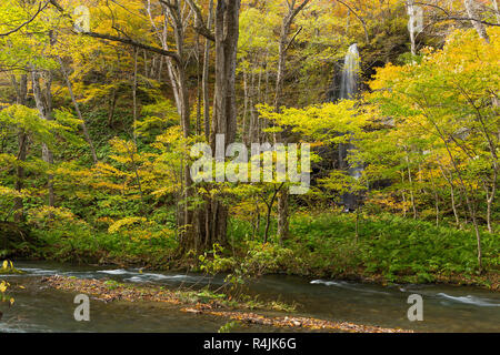 Herbstfarben der Oirase Fluss Stockfoto