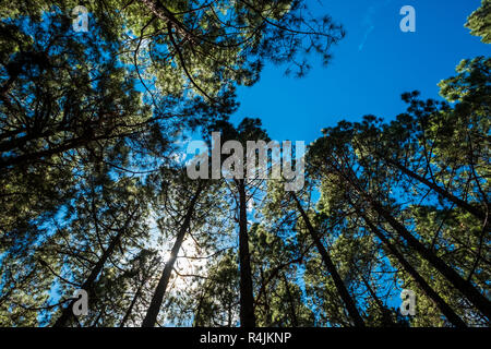 Im Hinblick auf die hohen Kiefern in den Wald mit der Sonne und dem Sonnenlicht in der Mitte der Blätter. Igh Bäume Natur Schönheit Konzept Stockfoto