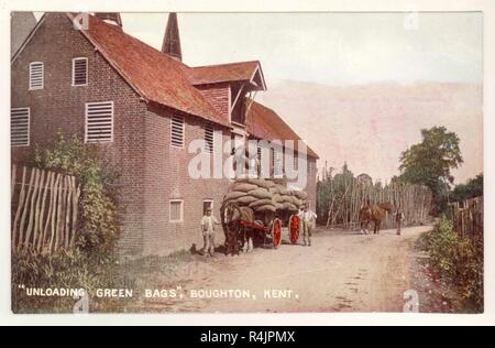 Getönte photographische Postkarte "Entladen grün Beutel von Hopfen 'Boughton, Kent, Großbritannien ca.. 1905 1906. Stockfoto