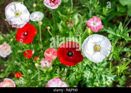 Blühender Mohn im Sommergarten gegen auf grünem Gras Stockfoto