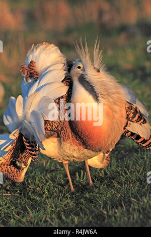 Großtrappe (Otis tarda) männlich in einem Lek anzeigen, Salisbury Plain, UK. Stockfoto