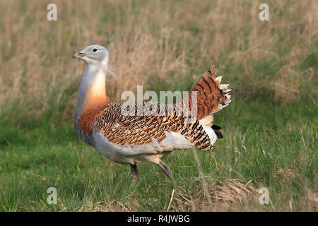 Großtrappe (Otis tarda) Zucht im Gefieder. Stockfoto