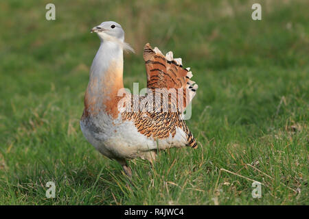 Großtrappe (Otis tarda) männliche Zucht im Gefieder, Salisbury Plain, UK. Stockfoto