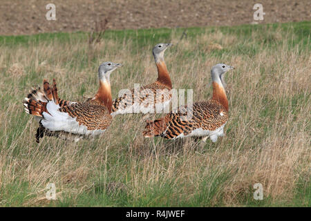 Große TRAPPEN (Otis tarda) Gruppe zu Fuß durch das lange Grass in einem Lek, Salisbury Plain, UK. Stockfoto