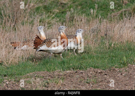 Große TRAPPEN (Otis tarda), die sich aus langen Gras. Stockfoto